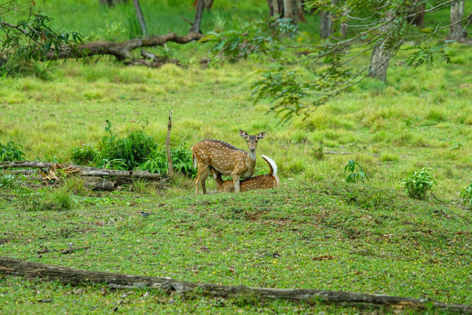 Kuruva Island Resort And Spa - By Kabini Breeze, Wayanad มานันทาวดี ภายนอก รูปภาพ